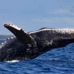 Classic Whale Watching Tour in Maui