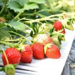 All-you-can-pick and eat organic strawberries (Yamanashi)